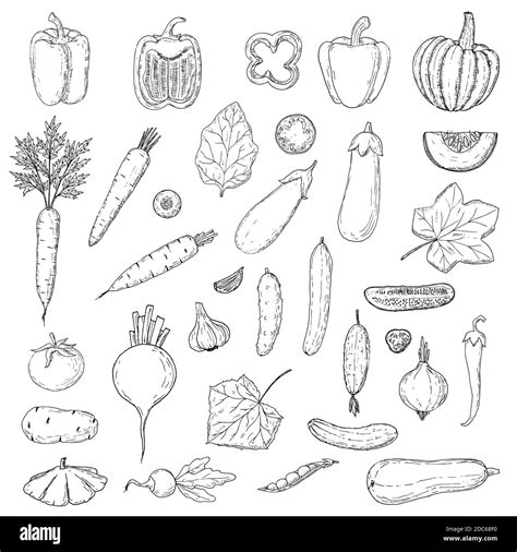 Dibujos De Verduras Para Colorear Vsun