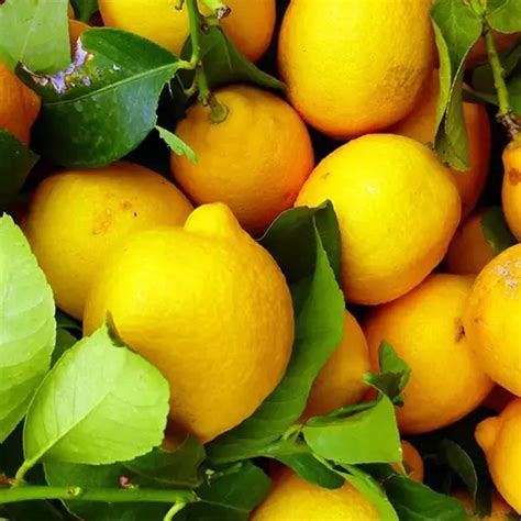 C Mo Conservar Los Limones Por M S Tiempo Ecu