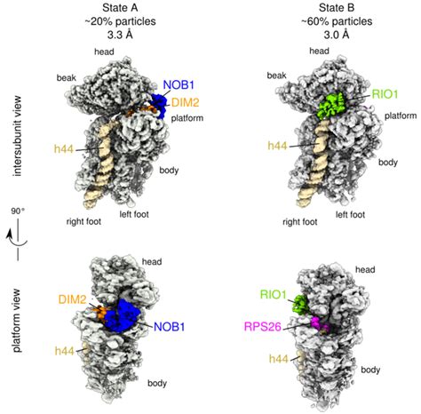 Cryo EM And Single Particle Analysis Reveal Two Distinct Structural