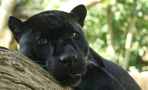 Black Panther Facts For Kids - Black Panther Information For Kids