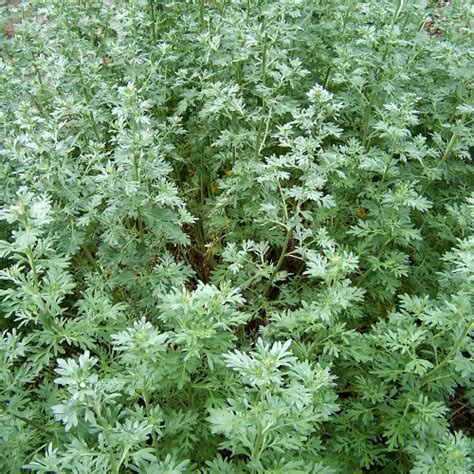 Полынь горькая (корень). Купить, лечебные свойства, способы применения.