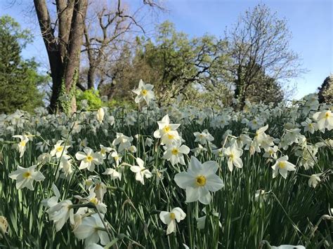 April Volle Bl Te Im Botanischen Garten Wien Kunst Und Literatur