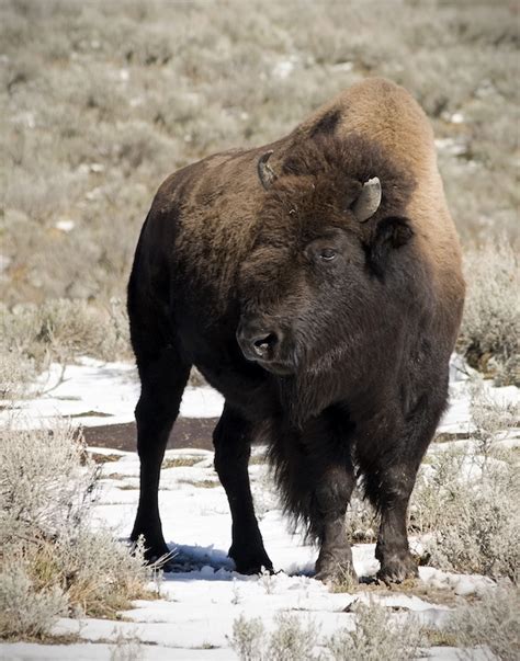 American_Bison_Yellowstone_2007 – ScienceBorealis.ca Blog