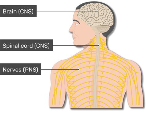 Nervous System Organs