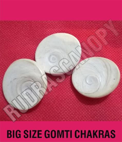 Big Size Gomti Chakra Raja Gomti Chakra At Rs In Ludhiana Id