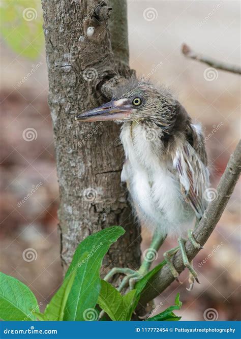 Baby Heron Bird Sitting On Tree Branch After Fell Off From Nest On Top