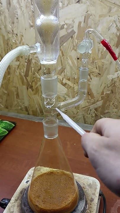 Регенерация Лисьего хвоста #shorts - YouTube