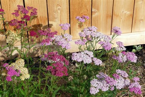 How To Grow The Yarrow Plant • Insteading