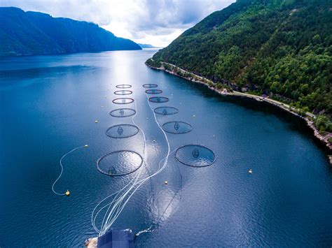 5 Reasons to Avoid Farm Raised Salmon