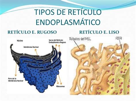 Retículo endoplásmico liso y rugoso Bases de biologia celular