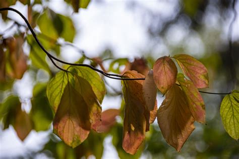 Autumn Leaves Free Stock Photo Public Domain Pictures