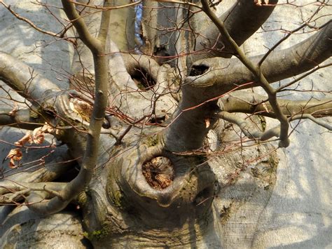 Free Images Tree Nature Branch Wood Leaf Flower Trunk Wildlife