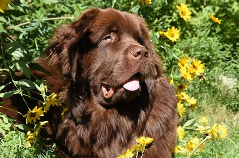 St Bernard Bilder - Kostenloser Download auf Freepik