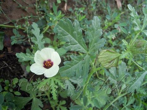 Hibiscus Trionum Flower Of An Hour