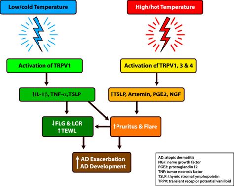 The Impact Of Temperature On The Skin Barrier And Atopic Dermatitis Annals Of Allergy Asthma