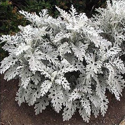 Cineraria Maritima - Rasadnik „Jelena”