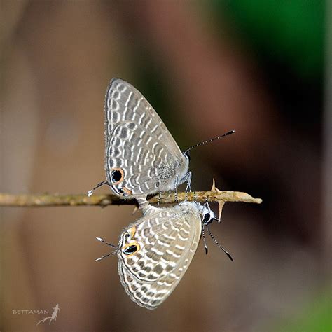 Nacaduba Kurava Therasia Fruhstorfer Flickr