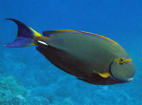 Eyestripe Surgeonfish Acanthurus Dussumieri Big Island Hawaii