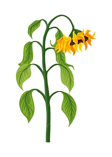 Premium Vector | Sunflower growth stage mature plant agriculture plant