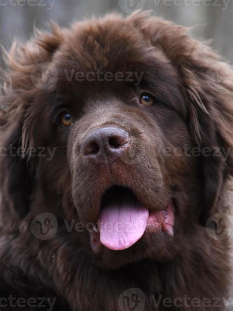 Look Into the Face of a Brown Newfoundland Dog 9626027 Stock Photo at ...