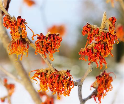 Vernal Witch Hazel Shrub