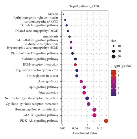 Identification Of Functional Gene Annotations In The Black Module A