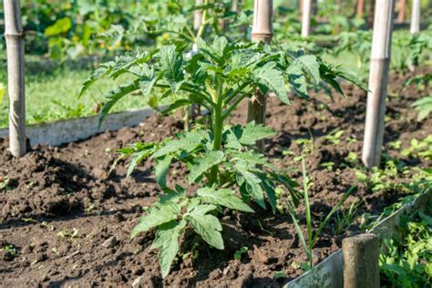 8 Best Tomato Companion Plants Increase Yield Reduce Pests Tomato