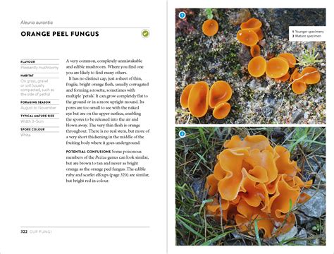 Mushroom Foraging Guide - Foraging