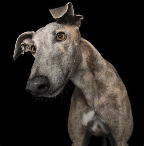 dog photography tips tricks australian dog lover