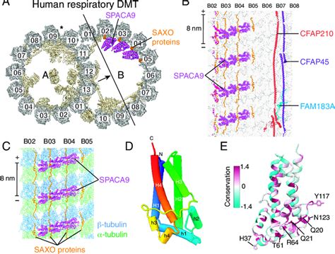 SPACA9 Binds The B Tubule Of The Respiratory Doublet Microtubule DMT