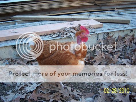 Naked Neck Turken Thread Page 8 BackYard Chickens Learn How To