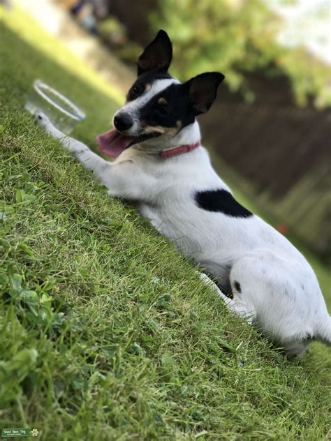 Beautiful Smooth Coat Jack Russell Girl Stud Dog In Kent The United