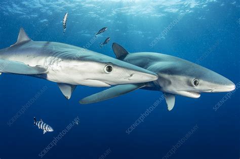 Two blue sharks and pilot fish - Stock Image - C054/9191 - Science ...