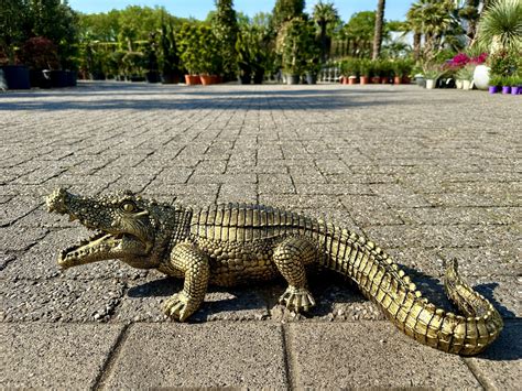 Krokodil Beeld Klein Palmexpert Nl