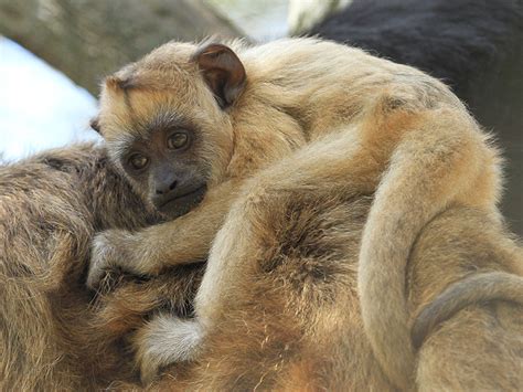 Black Howler Monkey | Alexandria Zoo