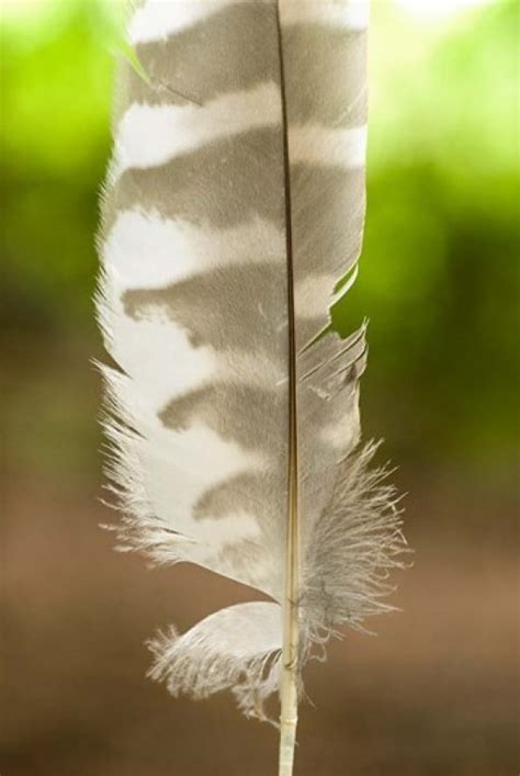 Barred owl feather Stanley Park British Columbia Poster Print by Paul Colangelo - Walmart.com