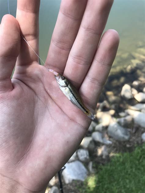 Easily The Smallest Largemouth Ive Ever Caught R Microfishing