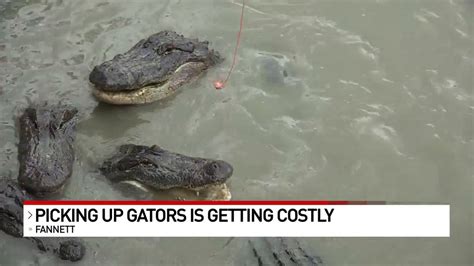 Gator Country starts fundraiser to fund nuisance gator program