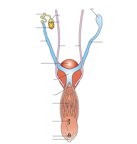 Female Reproductive Tract Diagram Quizlet