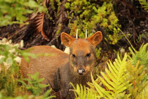 Wildlife of Patagonia | Chile & Argentina | Adventure Travel