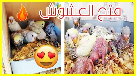 🔥واخيرا فتح عشوش جميع الازواج🦜 الوان و طفرات مختلفة و جميلة 😍😍 Youtube