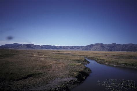 Sierra Valley Art Shapiros Butterfly Site