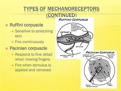 Ppt Somatic And Special Senses Powerpoint Presentation Free Download