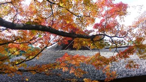 Discover Japanese Garden In Autumn At Kunenan