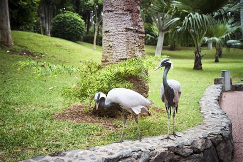 Birds in Loro Park, Spain stock image. Image of spain - 111944751