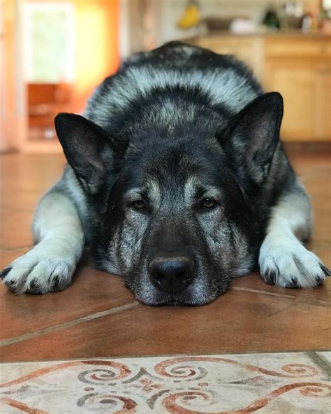 Samson, German Shepherd x Alaskan Malamute : r/aww