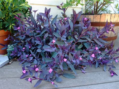 Tradescantia pallida (Purple Heart) - World of Succulents