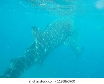 Encounter Whale Sharks Oslob Cebu Philippines Stock Photo 1128863900 ...