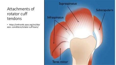 Acupuncture frozen shoulder