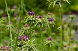 Mariendistel Silybum Marianum Heilpflanzen Ratgeber Salus